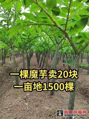 #魔芋 #毕节魔芋 #农业种植