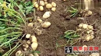 这时候是土豆种植的最佳时间，怎么种才能好吃还结得多哪