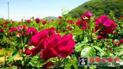 逛中国最大的玫瑰花种植基地，了解玫瑰花周边产品