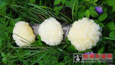 银耳种植技术 银耳种植一点通