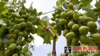 大哥种植阳光玫瑰，3年亏损了几十万，为什么还要坚持？