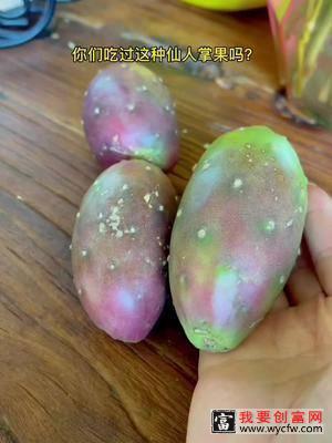 仙人掌果种植成功