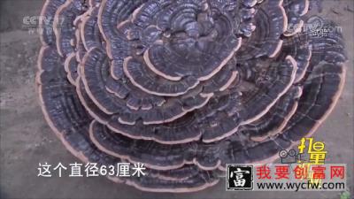 特大暴雨让农民的灵芝种植基地，付之一炬｜央视网