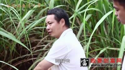农民生活之甘蔗种植