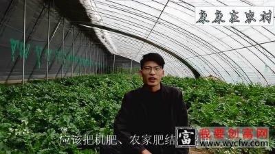 种植大萝卜也是需要很多技巧的，由康康带领大家学习一下