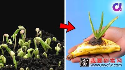 乐生活：蔬菜水果种子巧种植