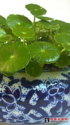 铜钱草要这么种植才对！