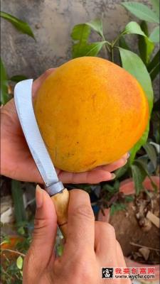 各种有趣水果种植方法