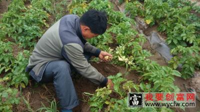 种植马铃薯，要注意这3个点，否则病害很难防，尤其是种植大户
