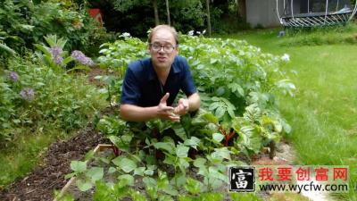 如何种植豆类？从播种到收获