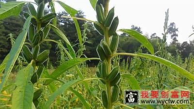 芝麻如何种植才高产？多年种植经验总结
