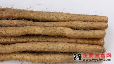 山药种植技术 山药栽培技术