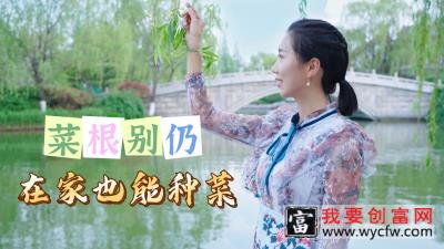 菠菜根千万别扔，自己在家也能种植，再也不用买菠菜！_高清1080P在线观看平台