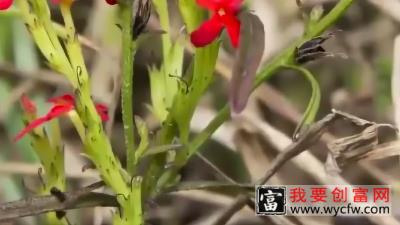 独脚金被称为“圣草”，它能人工种植吗？