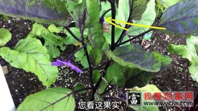 如何种植茄子！种茄子要点和总结！