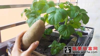 在阳台种一盆土豆，可以观赏，还可以吃，没想到方法这么简单_高清1080P在线观看平台