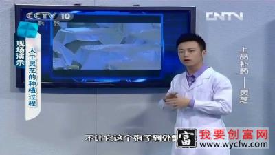 灵芝的种植过程，想看吗，想看的来