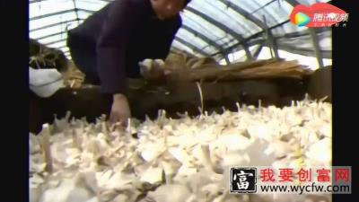 农业：蒜黄种植技术、技巧，终于学到了