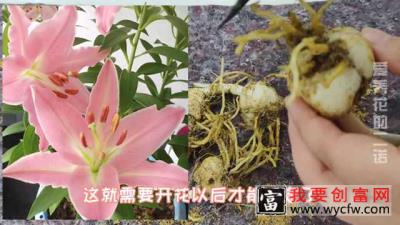 网购的百合花种球，该怎么种植呢？