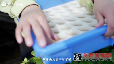 95后大学生下乡种植草莓：成就感满满的！