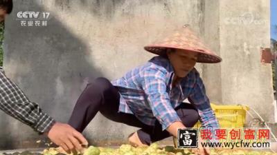 潮流爷爷种植诺丽果，多次遇挫不放弃，想“奇招”应对