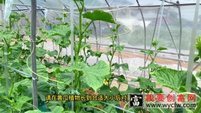 种植黄瓜想要高产，告诉你如何修剪黄瓜，学会了高产不难