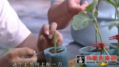 农村种植户“教你”蔬菜的嫁接技术！