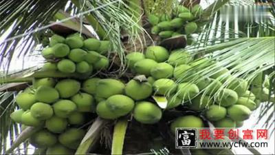 魅力农业：椰子树种植