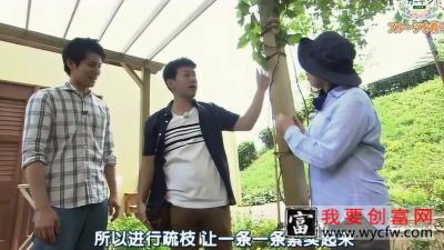 日本园艺：葡萄种植养护技术