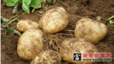 土豆怎样种植才能高产？学会这3点，最少增产20%