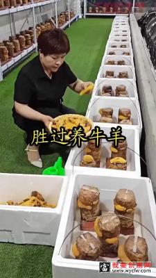 种植桑黄菌收益如何