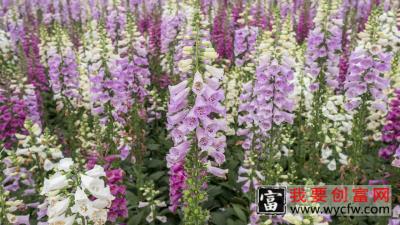 地黄种植技术及种植技术要点 地黄种植增产增收是关键