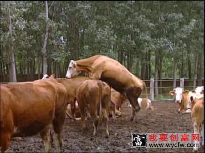 吉林西门塔尔牛人工养殖技术