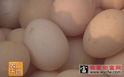 百日鸡养殖技术7