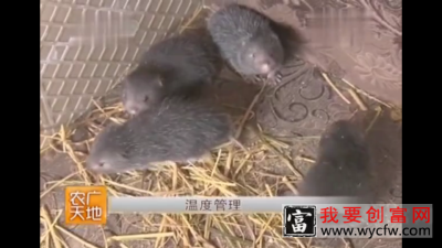 竹鼠养殖技术1