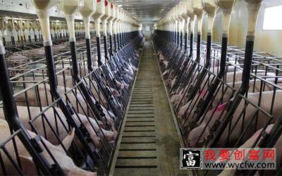 养猪高产养殖技术  养猪养殖的注意事项 殖技术