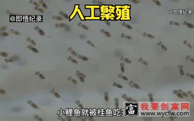 鳜鱼采用人工繁殖，大大提高了受精卵的成功率，高超的养殖技术