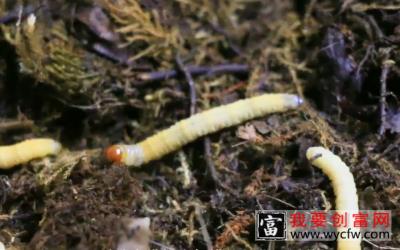 大叔花18年研发冬虫夏草养殖技术，历经上万次试验，成为全国首创