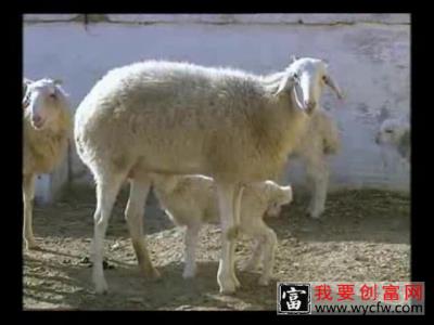 小尾寒羊高产养殖技术 高产养殖小尾寒羊技术 高效养殖技术