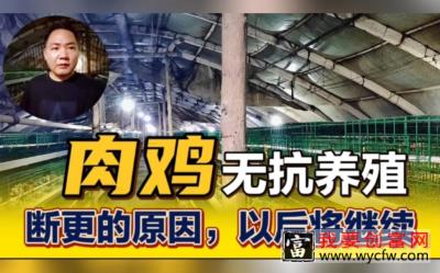 肉鸡无抗养殖技术推广，让更多的养殖朋友减少饲养成本和发病风险