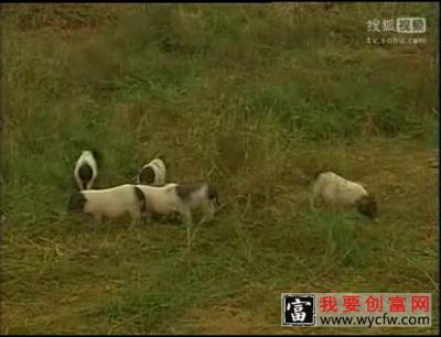 香猪养殖技术  香猪养殖视频教程 疾病防治与治疗