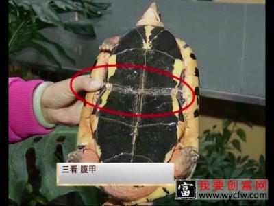 金钱龟养殖技术 金钱龟人工养殖技术 饲料配比管理