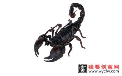 蝎子养殖技术光盘_蝎子养殖技术大全-蝎子养殖工具