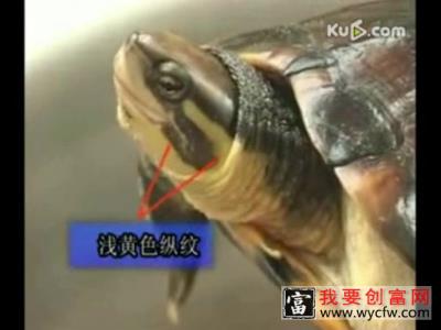 石金钱龟高产养殖技术 石金钱龟养殖大全 养殖的注意事项