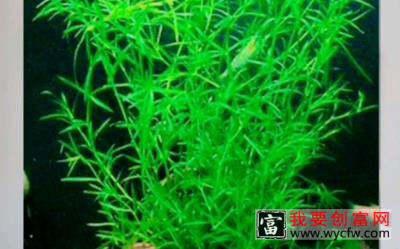 你的塘口苦草种的比例大，自然漂的比别人多。田老头螃蟹养殖技术。