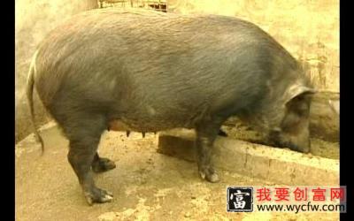 高产养殖技术 野猪养殖    野猪养殖技术大全