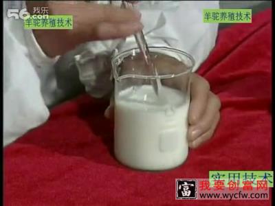 羊驼养殖技术羊驼人工养殖技术 饲料配比管理