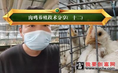 肉鸡养殖技术分享（十二），春季养殖肉鸡出现问题要及时解决