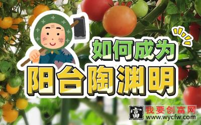 日本人精细化种植梨子，独特新颖的T型种植技术，一个梨子卖30元