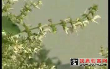 白花丹参种植技术及初加工
